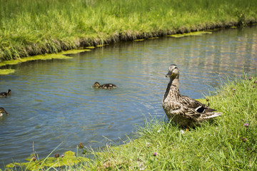 Canard