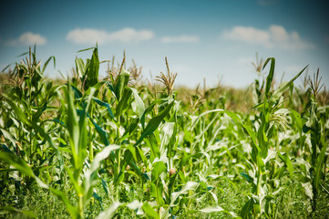 The field of young corn