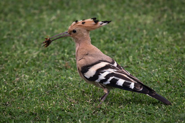 Hoopoe