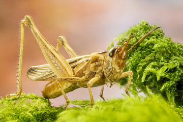 Focus Stacking - Common Field Grasshopper, Field Grasshopper, Grasshopper, Chorthippus brunneus 