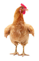 Brown hen isolated.