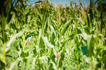 Fototapeta premium The field of young corn
