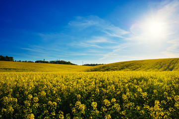 Obraz premium field of yellow rapeseed against the blue sky