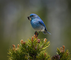 Mountain Bluebird