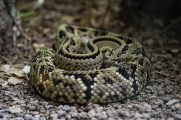 Obraz premium Lanzenotter