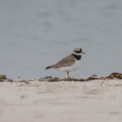Seeregenpfeifer, Charadrius alexandrinus nivosus