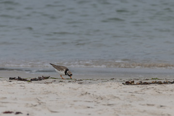 Seeregenpfeifer, Charadrius alexandrinus nivosus