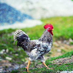 cock © The Len