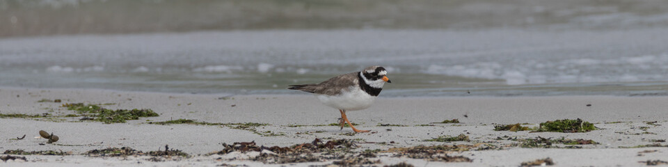Seeregenpfeifer, Charadrius alexandrinus nivosus