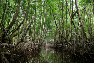 Canal in the mangrove forest of Trat province, Thailand 