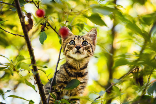 Cute little kitten on a tree