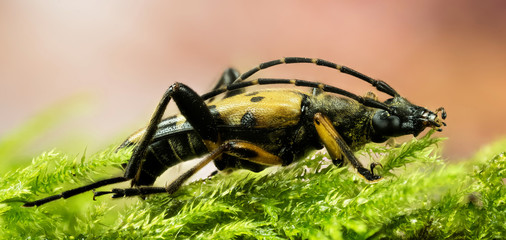 Focus Stacking – Spotted Longhorn Beetle, Longhorn Beetle, Rutpela maculata