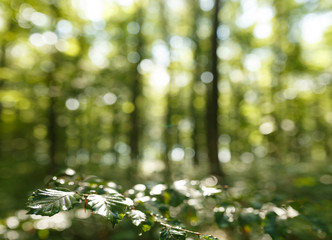 Wald mit nassem Laub Panorama