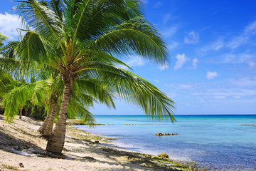 Caribbean sea and green palm trees