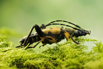 Focus Stacking – Spotted Longhorn Beetle, Longhorn Beetle, Rutpela maculata