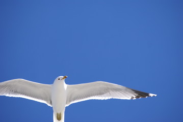 Seagull soaring free