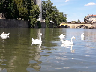 Cygnes sur la moselle