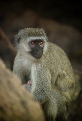 Vervet Monkey