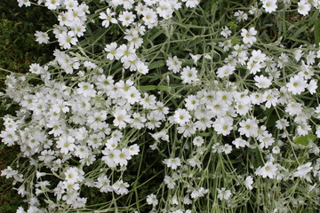 White flowers starlet