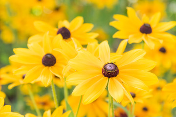 Close-up of bright yellow Black-Eyed Susan flowers (rudbeckia) blooming in garden