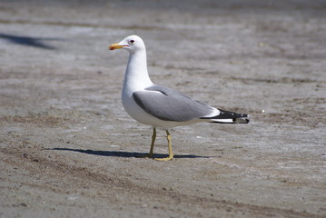 Fototapeta na wymiar Seagull standing on beach