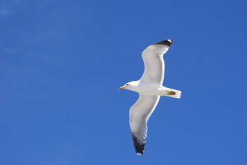 Seagull Soaring
