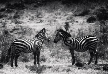 Fototapeta na wymiar Zebras in Tanzania