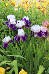 Flowering of irises