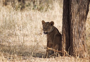 A lion in the shade neat a tree