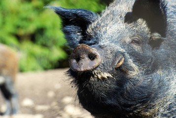 wild boar