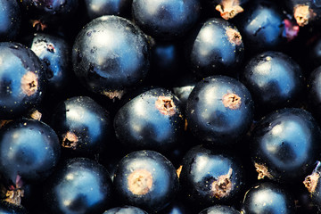 black currant