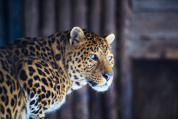 leopard portrait