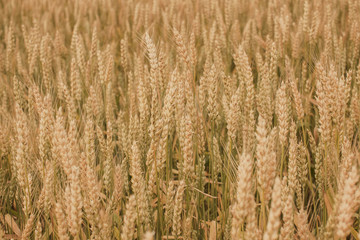 A close up of winter wheat heads in a field in Wisconsin.