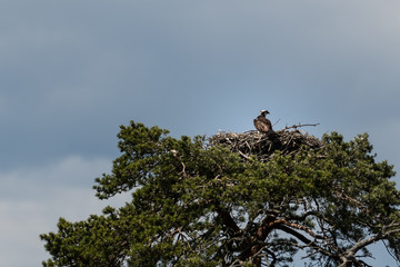 Osprey
