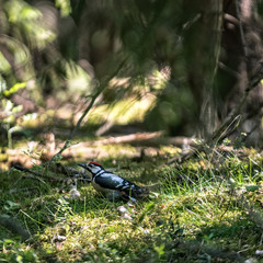 Woodpecker