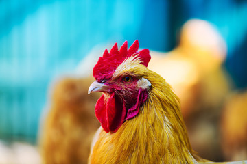 chicken on a farm