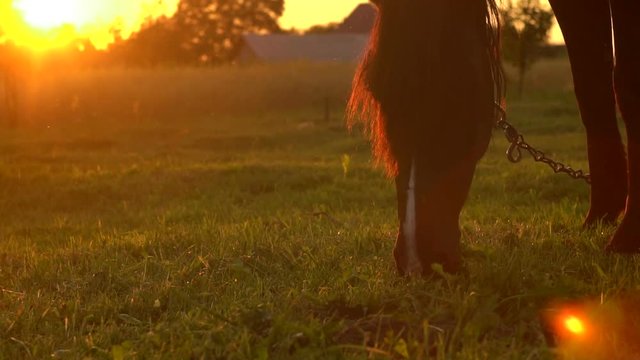 Horse Grazing On Summer Meadow At Sunset, Slow Motion