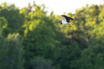 Obraz premium Lapwing