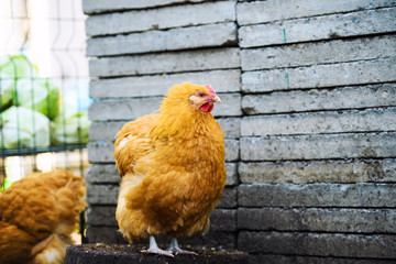 chicken on a farm
