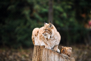 Lynx, Eurasian wild cat
