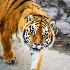 Beautiful Amur tiger