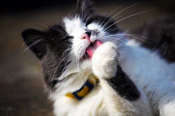 Cute cat licks paw