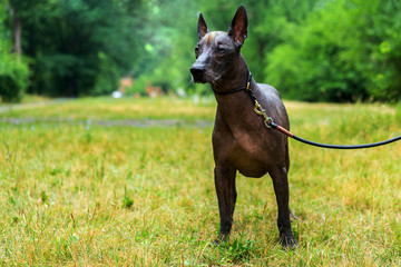 Close up portrait Mexican hairless dog (xoloitzcuintle, Xolo) full length on a background of green grass and trees in the park.