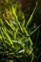 Grüne Gräser Macro