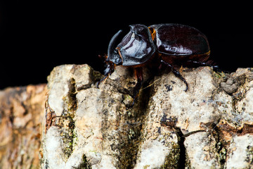 Rhino beetle