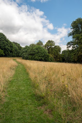 Summer meadow pathway to the forest