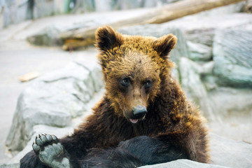 Obraz premium brown bear cub playing and rolling in the water