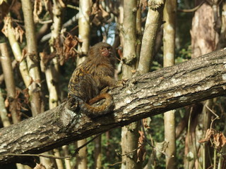 singe