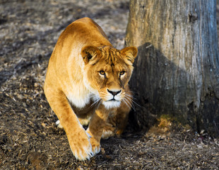 lioness