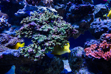 Wonderful and beautiful underwater world with corals and tropical fish.